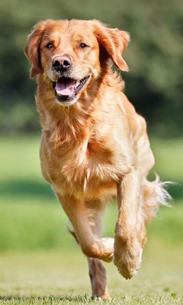 Hình ảnh chó Golden chạy