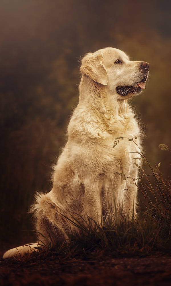 Bạn đã chưa thấy những bức ảnh chó golden tuyệt đẹp này. Họ vào vai người mẫu chuyên nghiệp và khoe dáng đầy tự tin trên nền tảng xanh ngát của thiên nhiên.