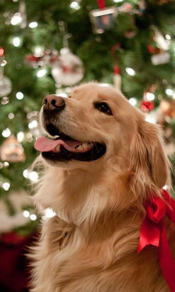 Hình ảnh chó Golden hạnh phúc