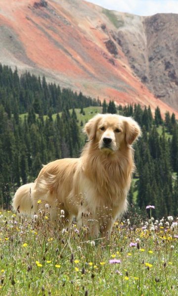 Hình ảnh chó Golden tự nhiên