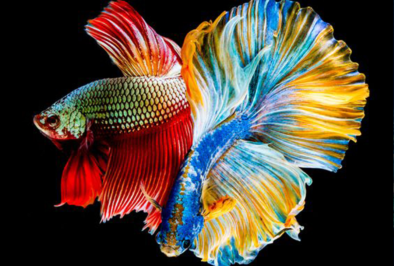 Hình ảnh con cá đẹp, tự nhiên, sinh động nhất