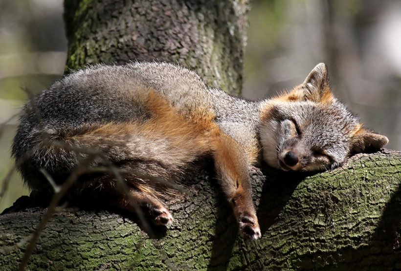 Hình ảnh con cáo ngủ trên cây