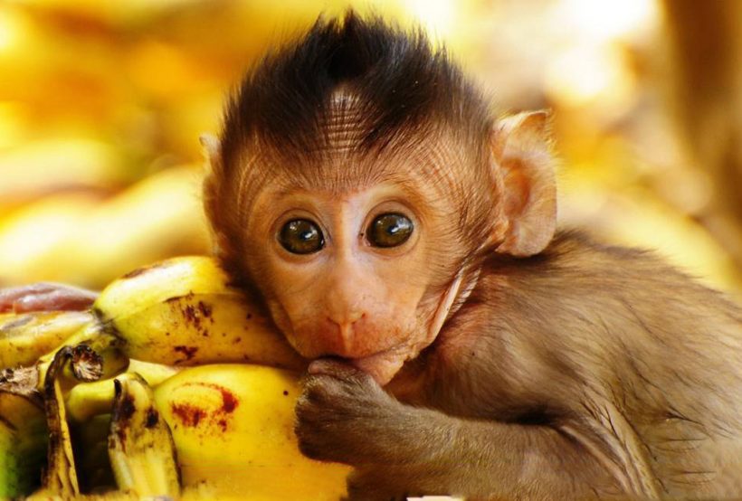 Hình ảnh con khỉ dễ thương ăn chuối