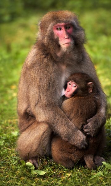 Hình ảnh con khỉ dễ thương bên mẹ