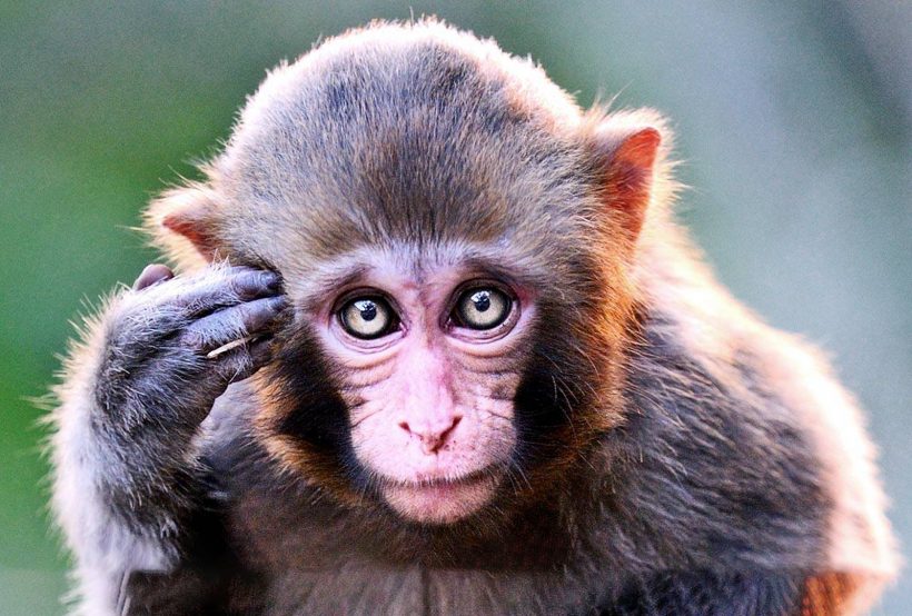 Hình ảnh con khỉ dễ thương đáng yêu