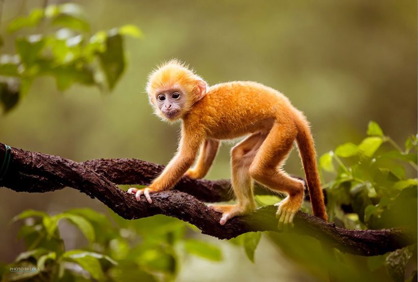 Hình ảnh con khỉ dễ thương màu vàng