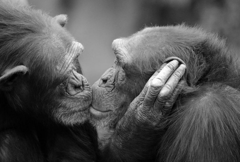 Hình ảnh con khỉ đẹp nhất thế giới