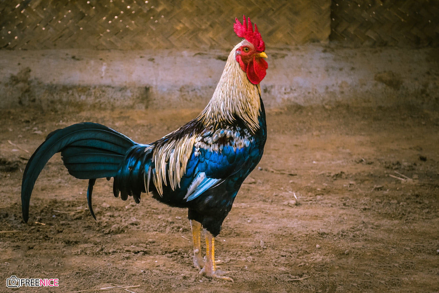 Hình tượng con gà trong văn hóa Wikipedia tiếng Việt