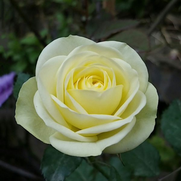 hoa hồng Creamy Eden