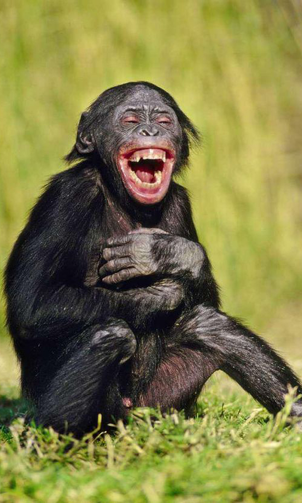 Một con khỉ đáng yêu có thể làm tan chảy trái tim bất cứ ai. Những hình ảnh chúng cười đùa, tung tăng trên cây hay đơn giản là \