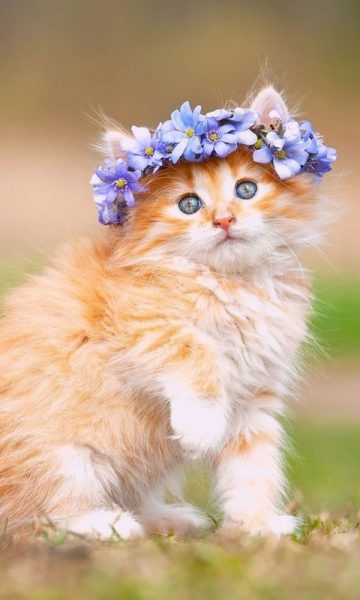 Hình ảnh mèo dễ thương đội hoa