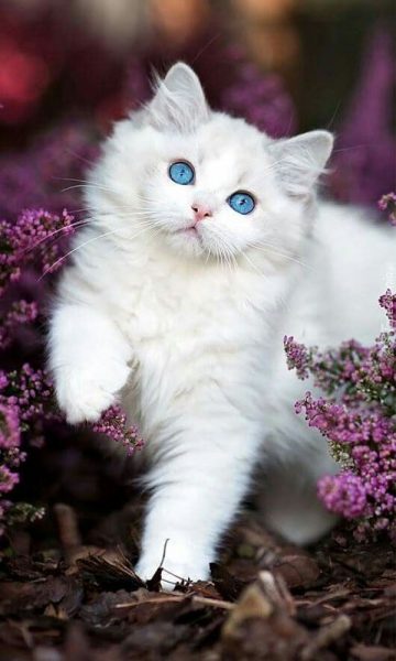 Hình ảnh mèo dễ thương màu trắng