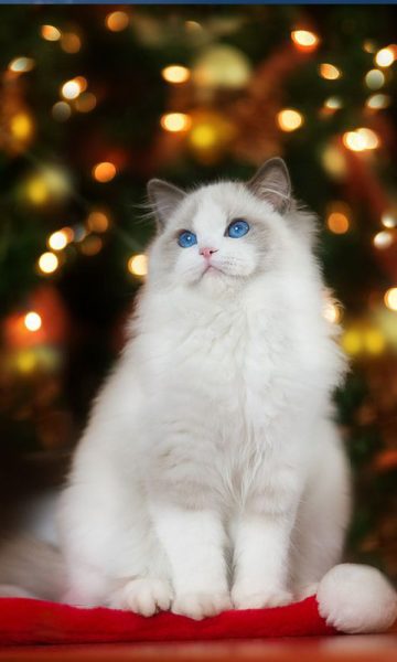 Hình ảnh mèo ngầu
