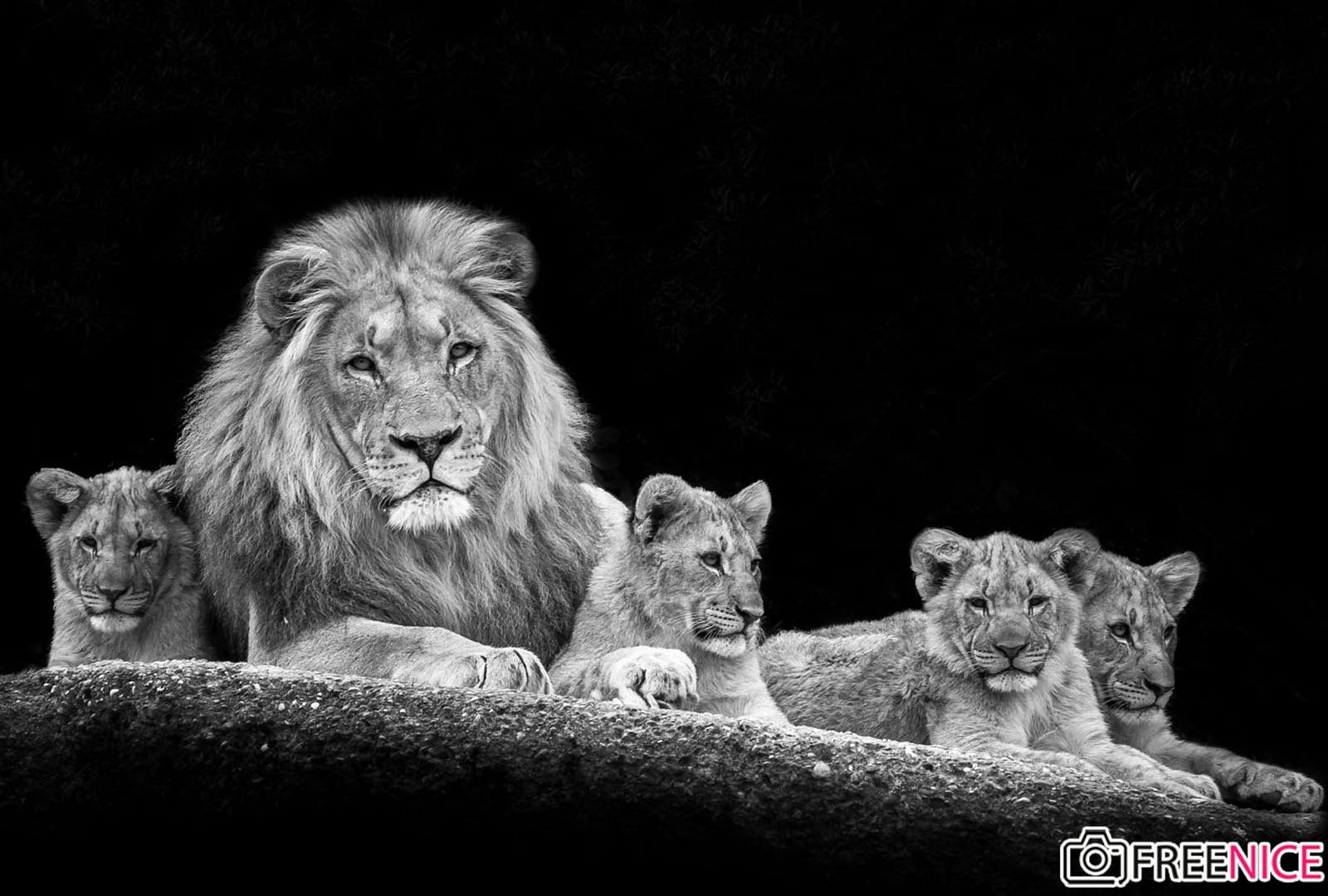 50 Hình nền sư tử đẹp nhất thế giới mạnh mẽ và oai hùng   thptlamnghiepeduvn