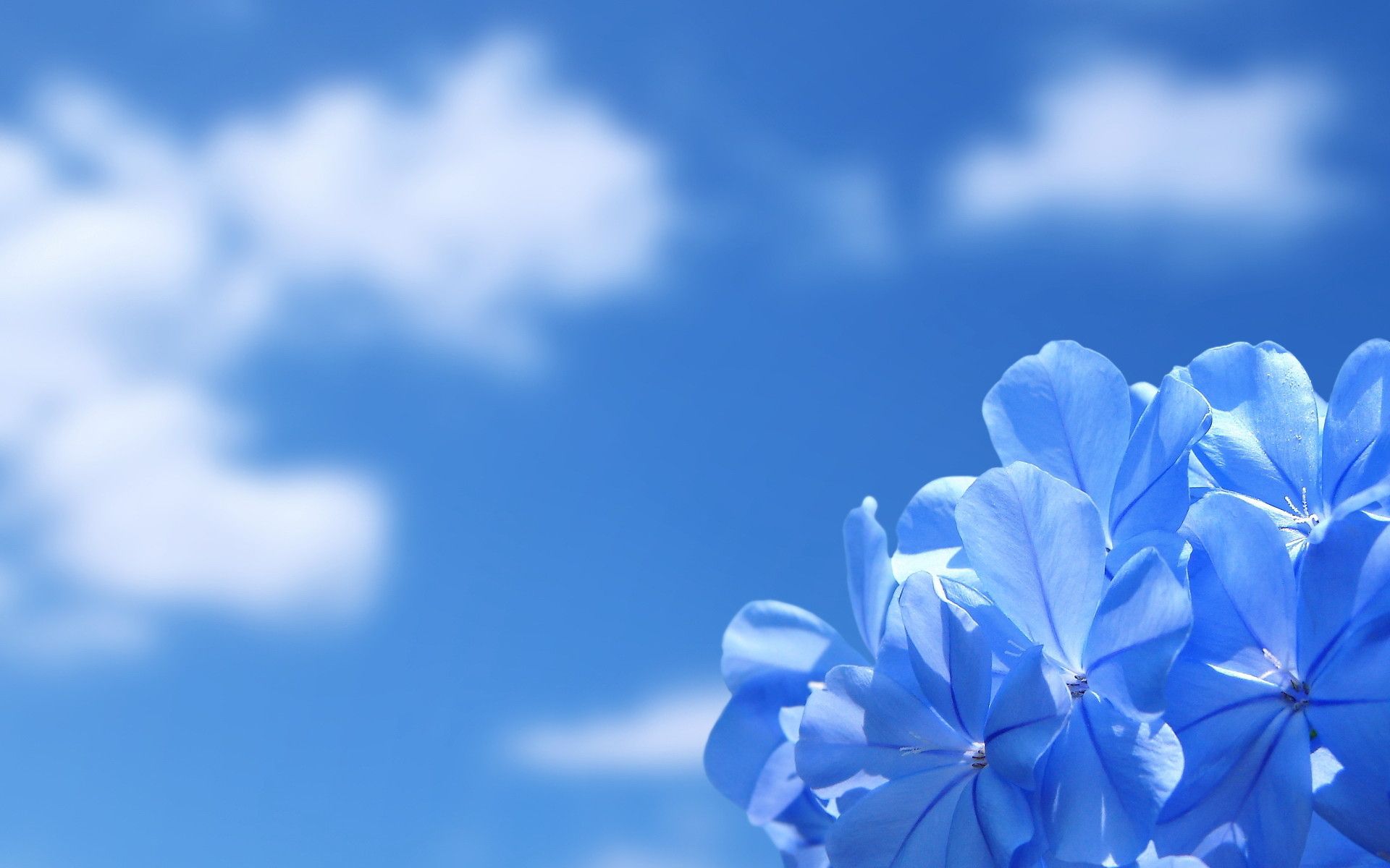 Cập nhật hơn 101 hình nền cute màu xanh ngọc hay nhất  Tin học Đông Hòa