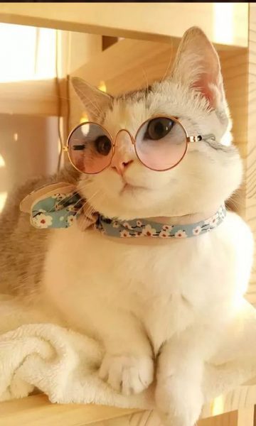 Tải ảnh Mèo Cute