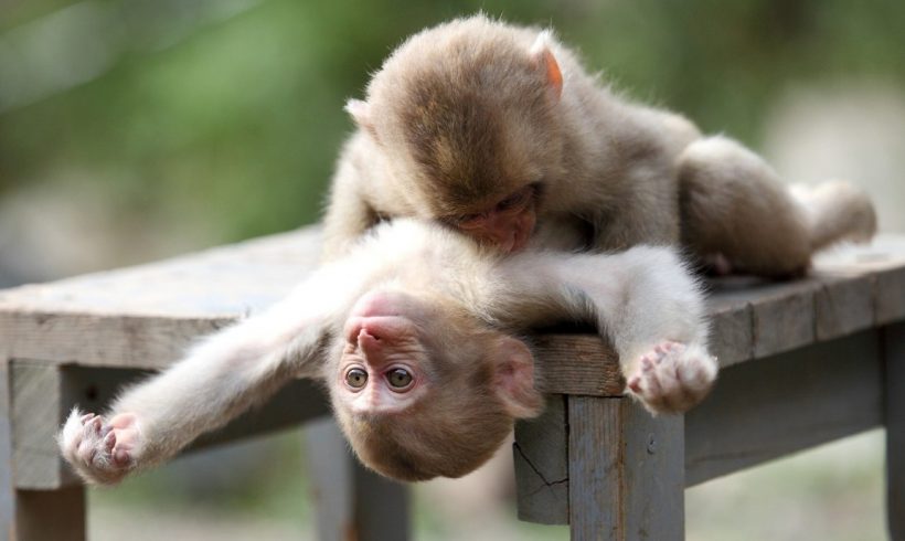 hình ảnh 2 con khỉ con đang bắt rận cho nhau