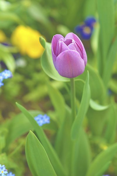 hình ảnh bông hoa tulip màu tím