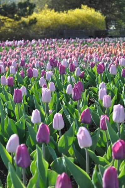 hình ảnh cánh đồng hoa tulip trắng tím