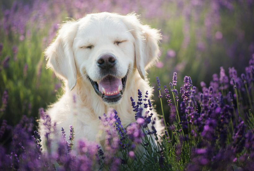 hình ảnh chó Golden cười hài hước