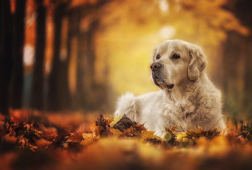 hình ảnh chó Golden và mùa thu