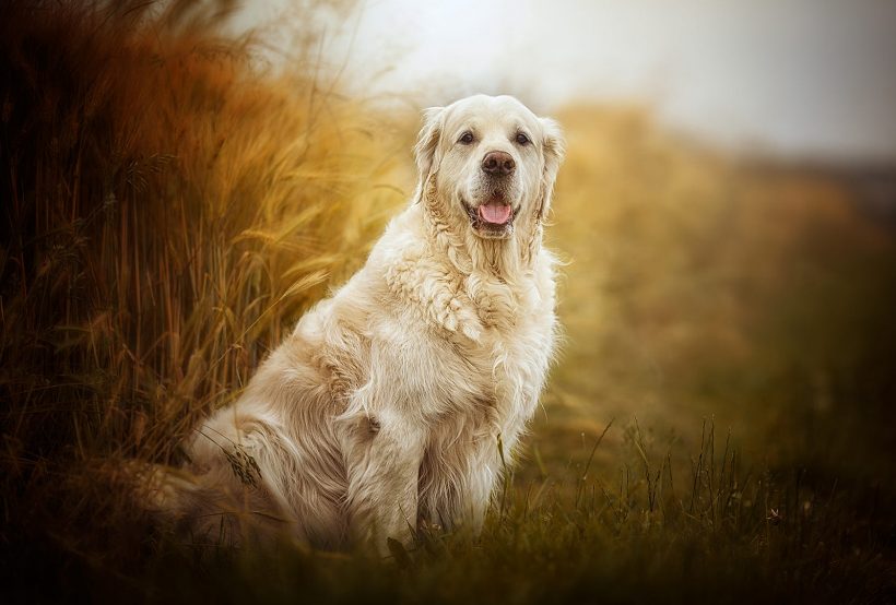 hình ảnh chó Golden vui vẻ