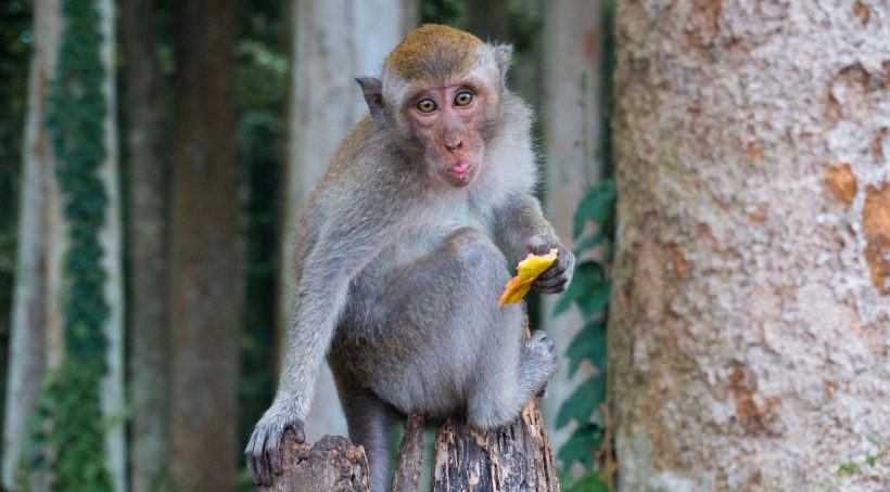 hình ảnh con khỉ đang ăn dễ thương