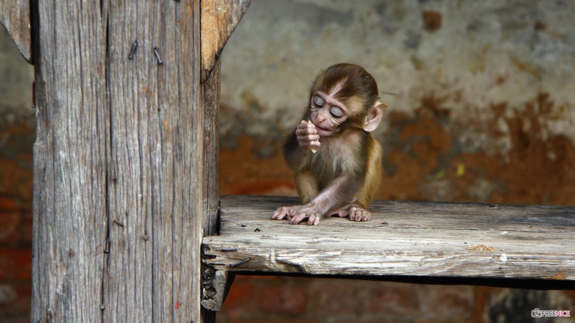 Hình ảnh con khỉ dễ thương, cute, ngộ nghĩnh và đáng yêu