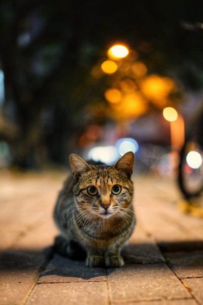 hình ảnh con mèo dễ thương buồn một mình