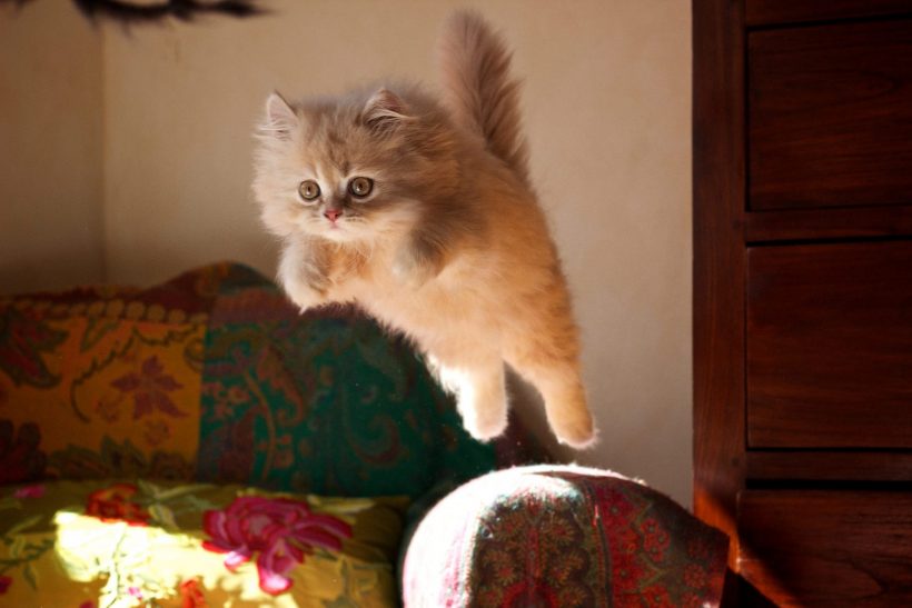 hình ảnh con mèo dễ thương đang nhảy