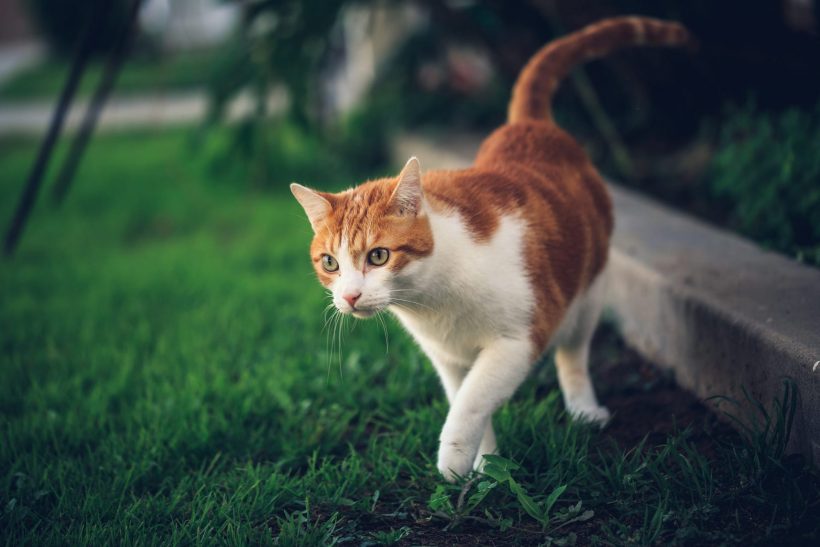 hình ảnh con mèo vàng trắng đẹp đang rình mồi