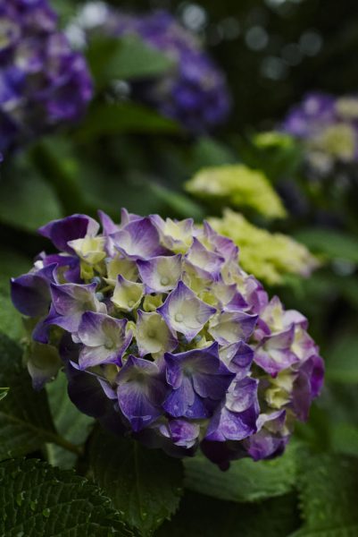 hình ảnh hoa cẩm tú cầu màu tím đậm