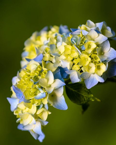 hình ảnh hoa cẩm tú cầu màu xanh