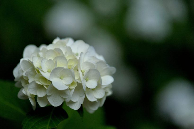 hình ảnh hoa cẩm tú cầu trắng