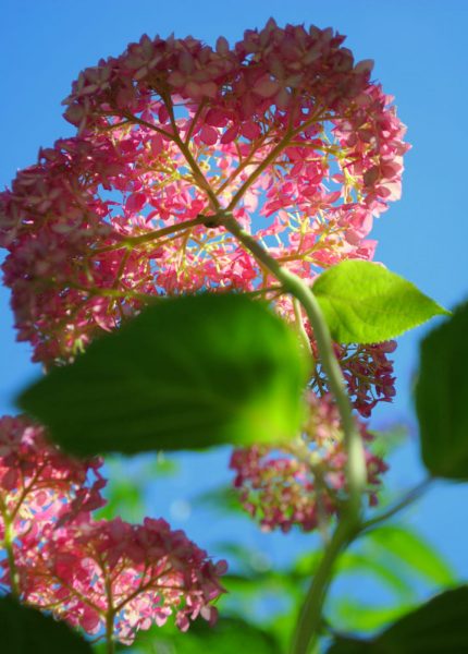 hình ảnh hoa cẩm tú cầu vươn mình đón nắng