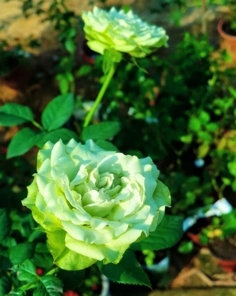 hình ảnh hoa hồng xanh tươi đẹp