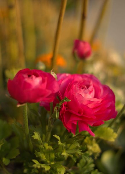 hình ảnh hoa mẫu đơn hồng đậm