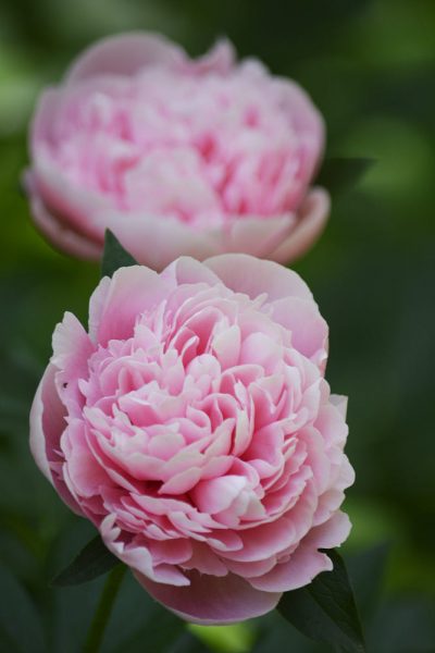 hình ảnh hoa mẫu đơn màu hồng