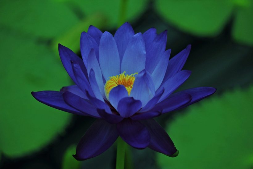 hình ảnh hoa sen xanh cận cảnh