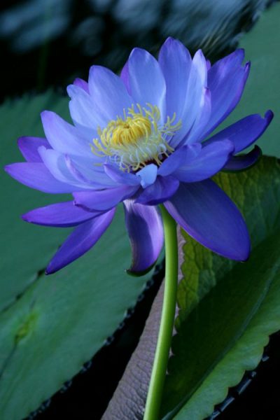 hình ảnh hoa sen xanh cho di động