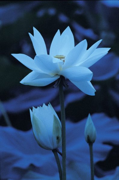 hình ảnh hoa sen xanh làm hình nền di động