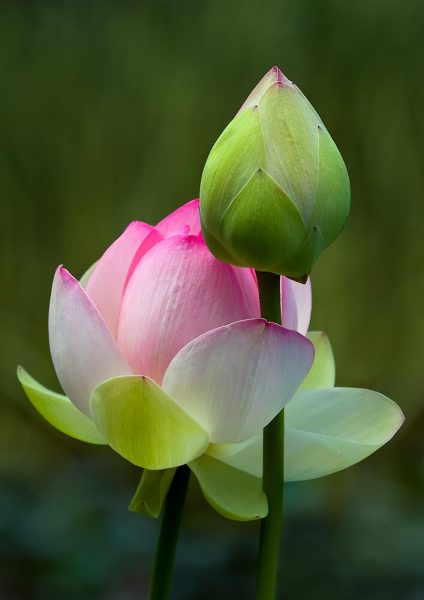 hình ảnh hoa sen xanh và hồng