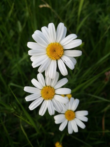hình ảnh hoa thạch thảo cánh trắng