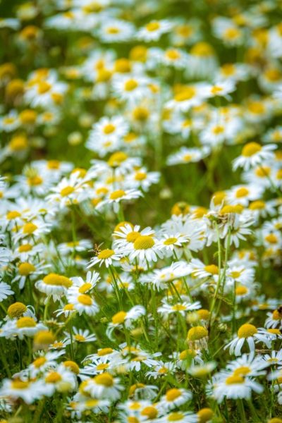 hình ảnh hoa thạch thảo trắng trong vườn