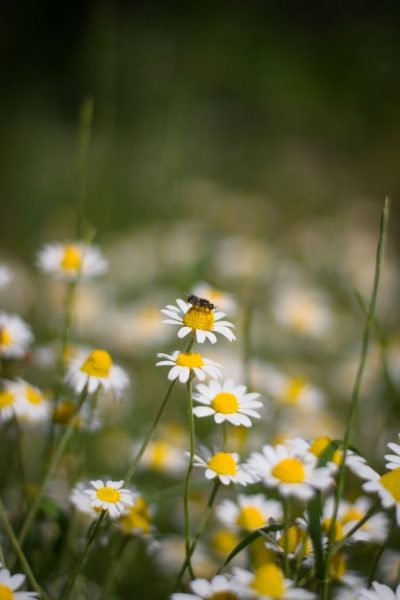 hình ảnh hoa thạch thảo và chú ong