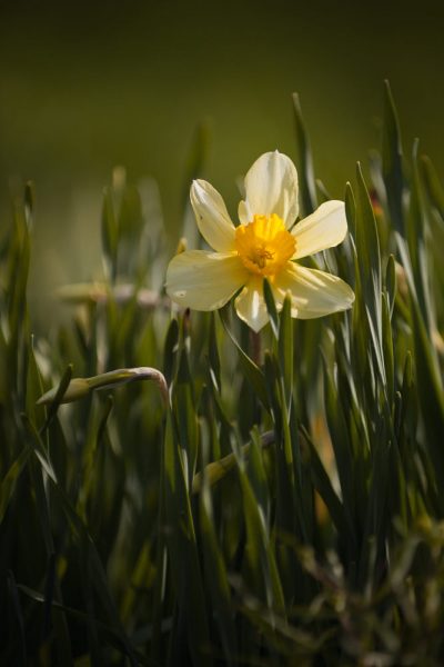 hình ảnh hoa thủy tiên đón nắng