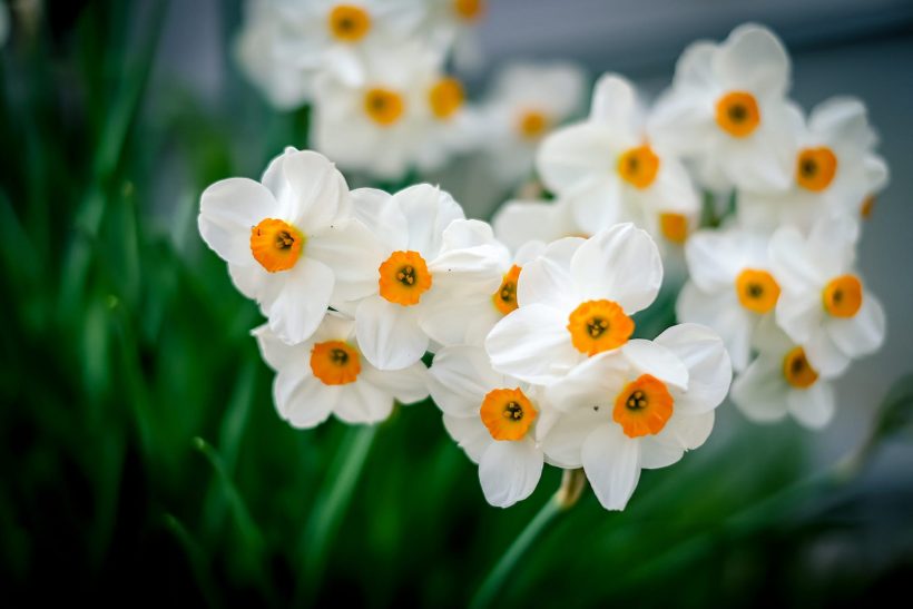 hình ảnh hoa thủy tiên màu trắng tinh khôi