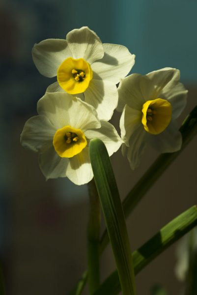 hình ảnh hoa thủy tiên trắng vàng