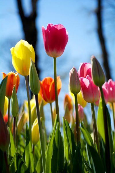 hình ảnh hoa tulip đọ sắc thắm
