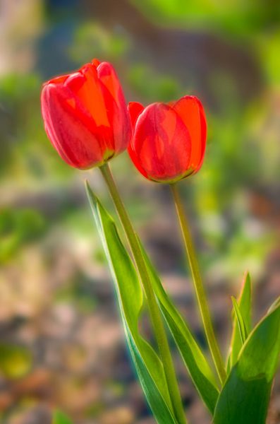 hình ảnh hoa tulip đón nắng mai